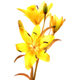 Galitsin
flower